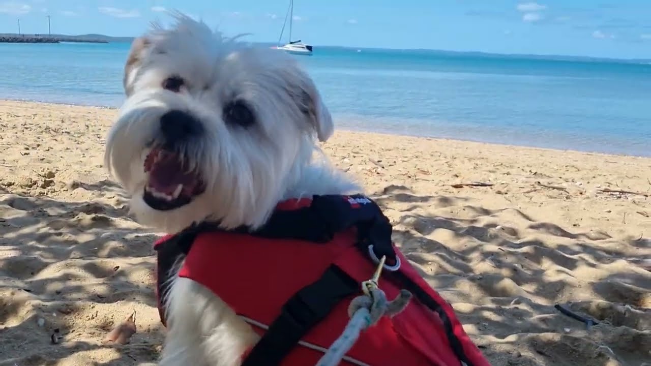 Doggie Life Jacket - 5 reasons we swear by this dog buoyancy aid