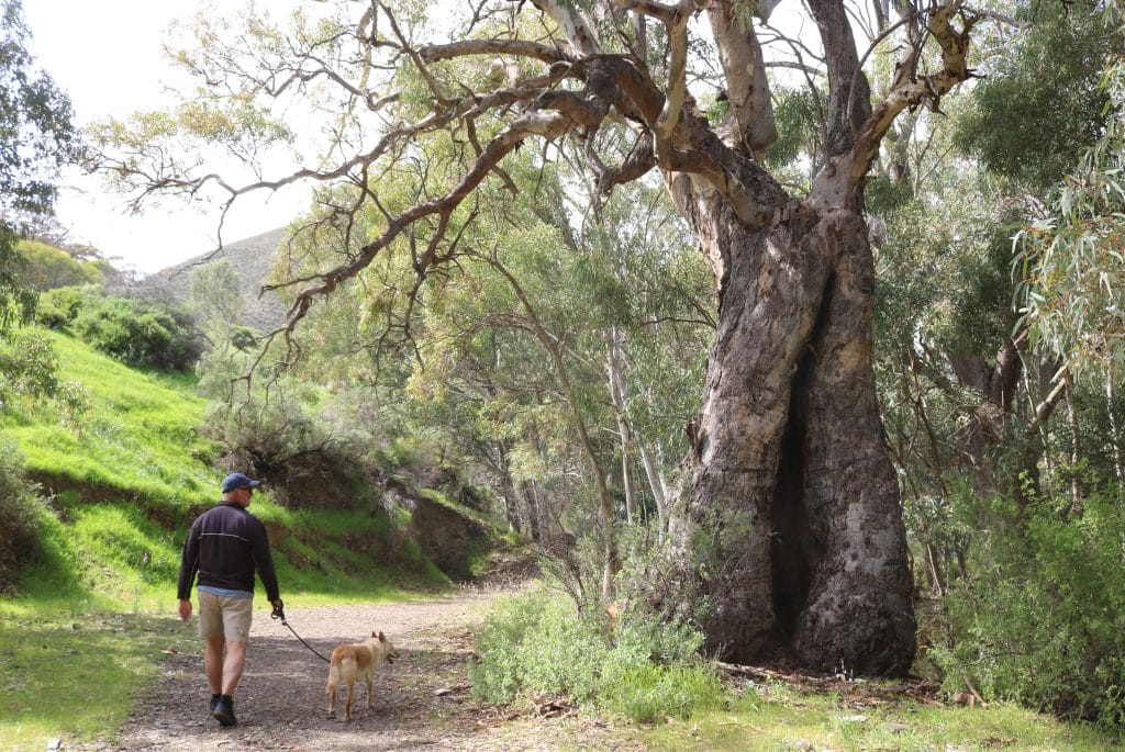 Walking with a dog