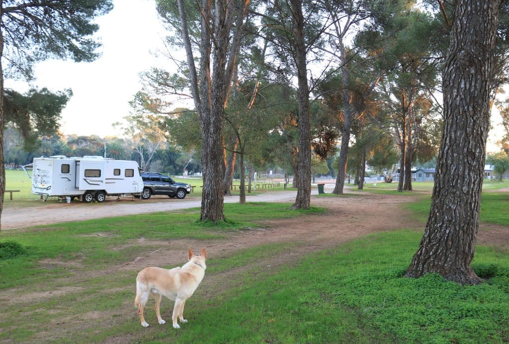 Dog in caravan park 