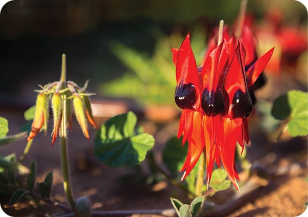 Flora and Fauna: Sturt Desert Pea