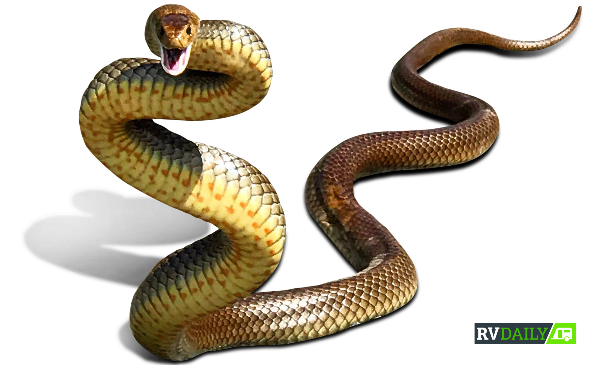 Your (unofficial) snake awareness guide