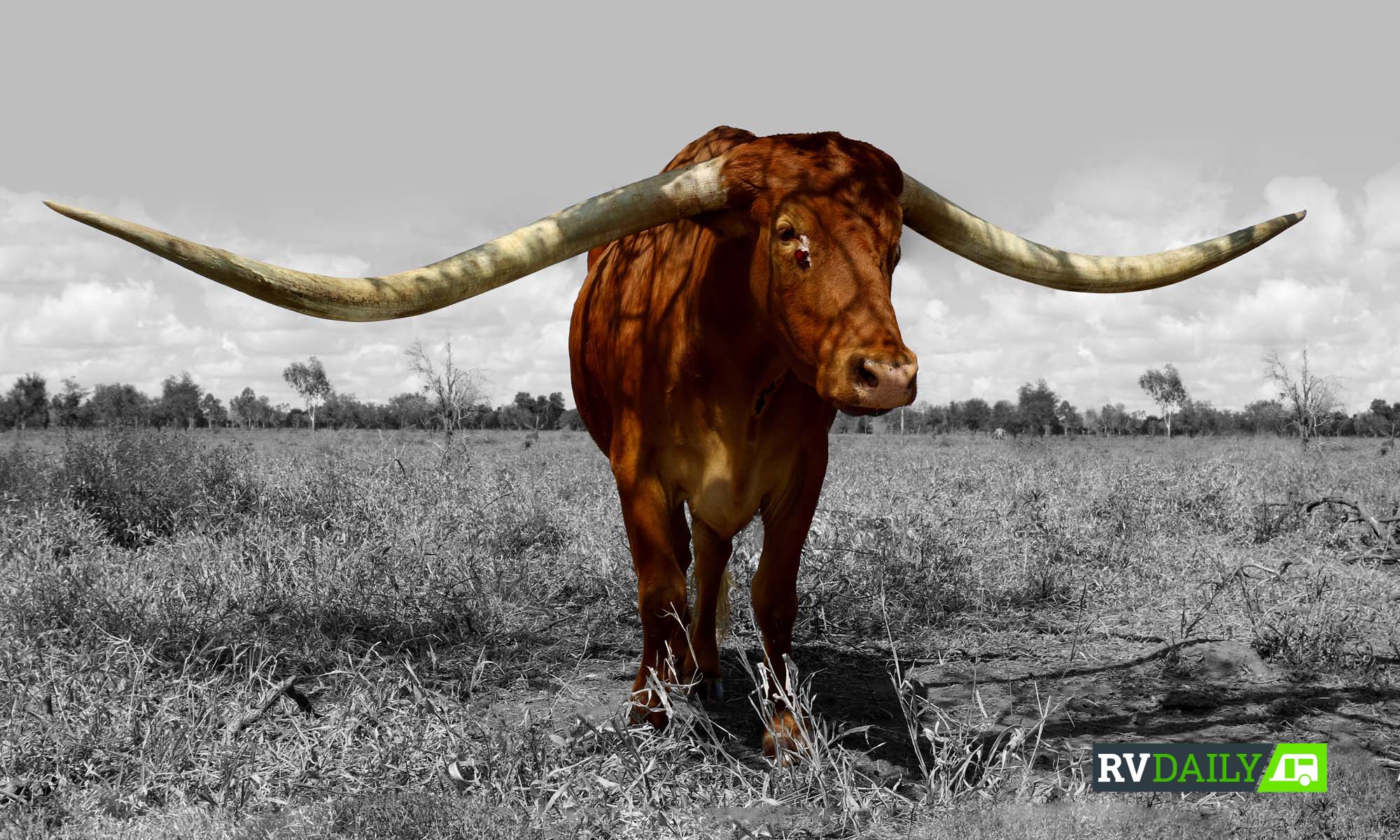 Charters Towers: The Biggest Load of Bull Outside Texas