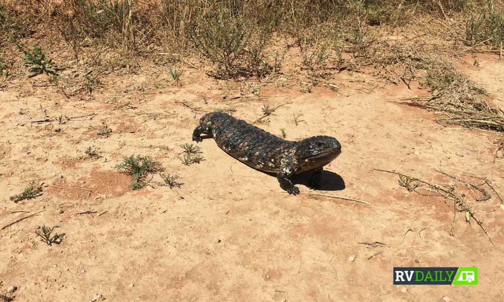 blue tongue lizard boredom blaster