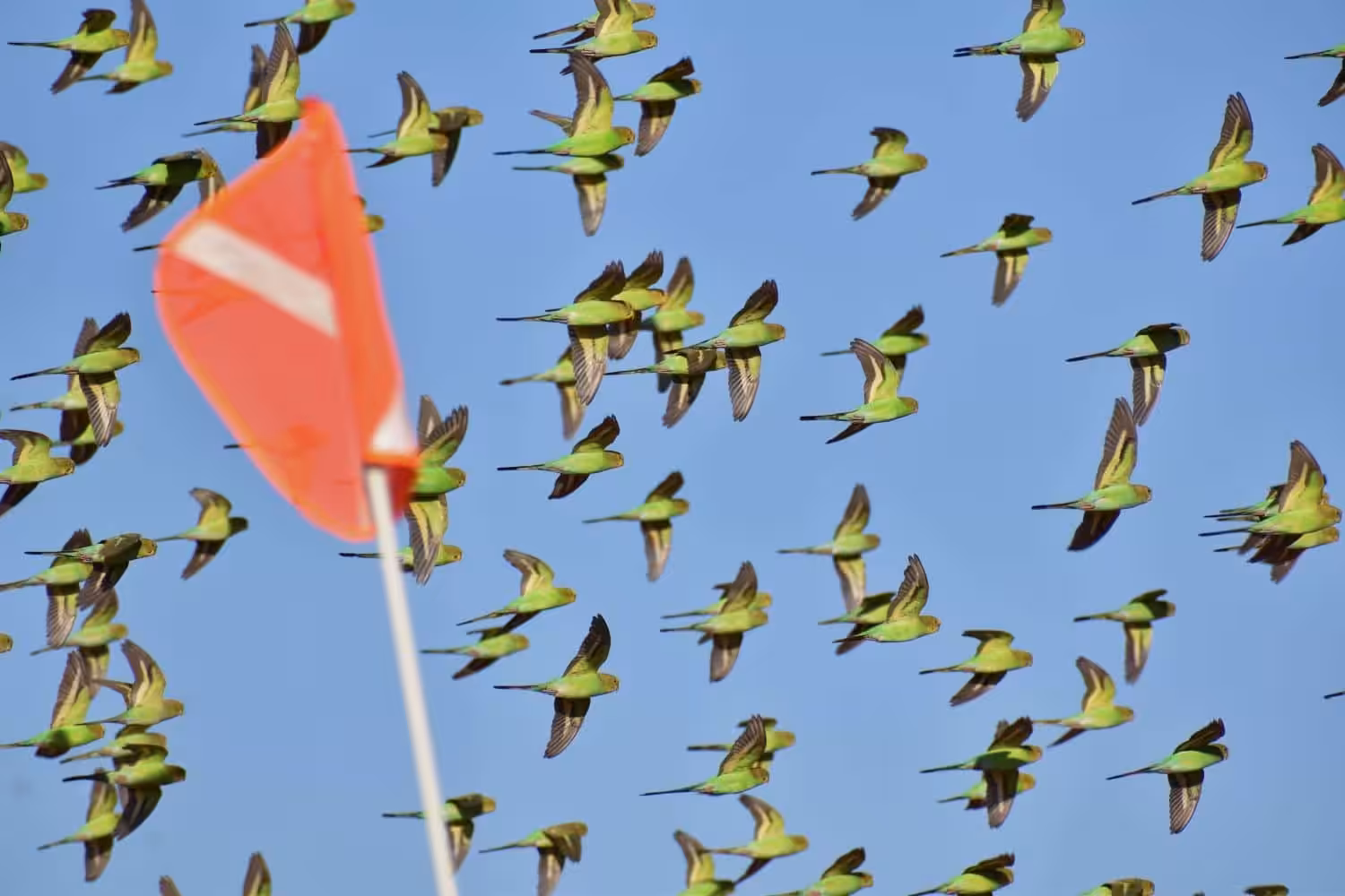 crossing the Simpson Desert