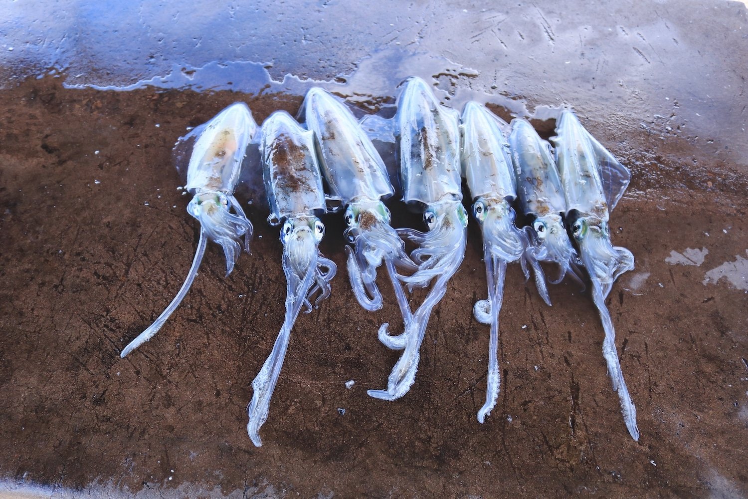 Whyalla Jetty Cast a line from this unique jetty in Australia