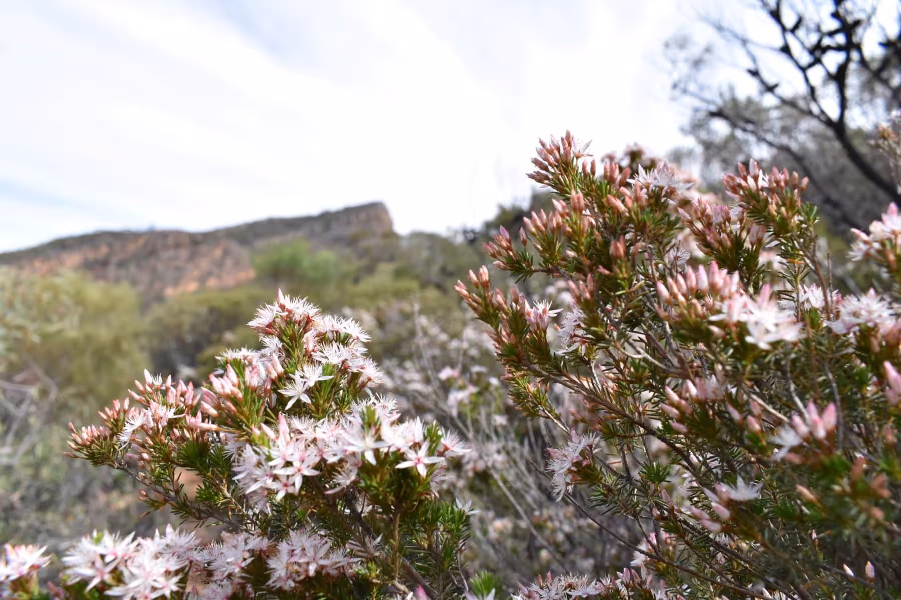 wildflowers australia