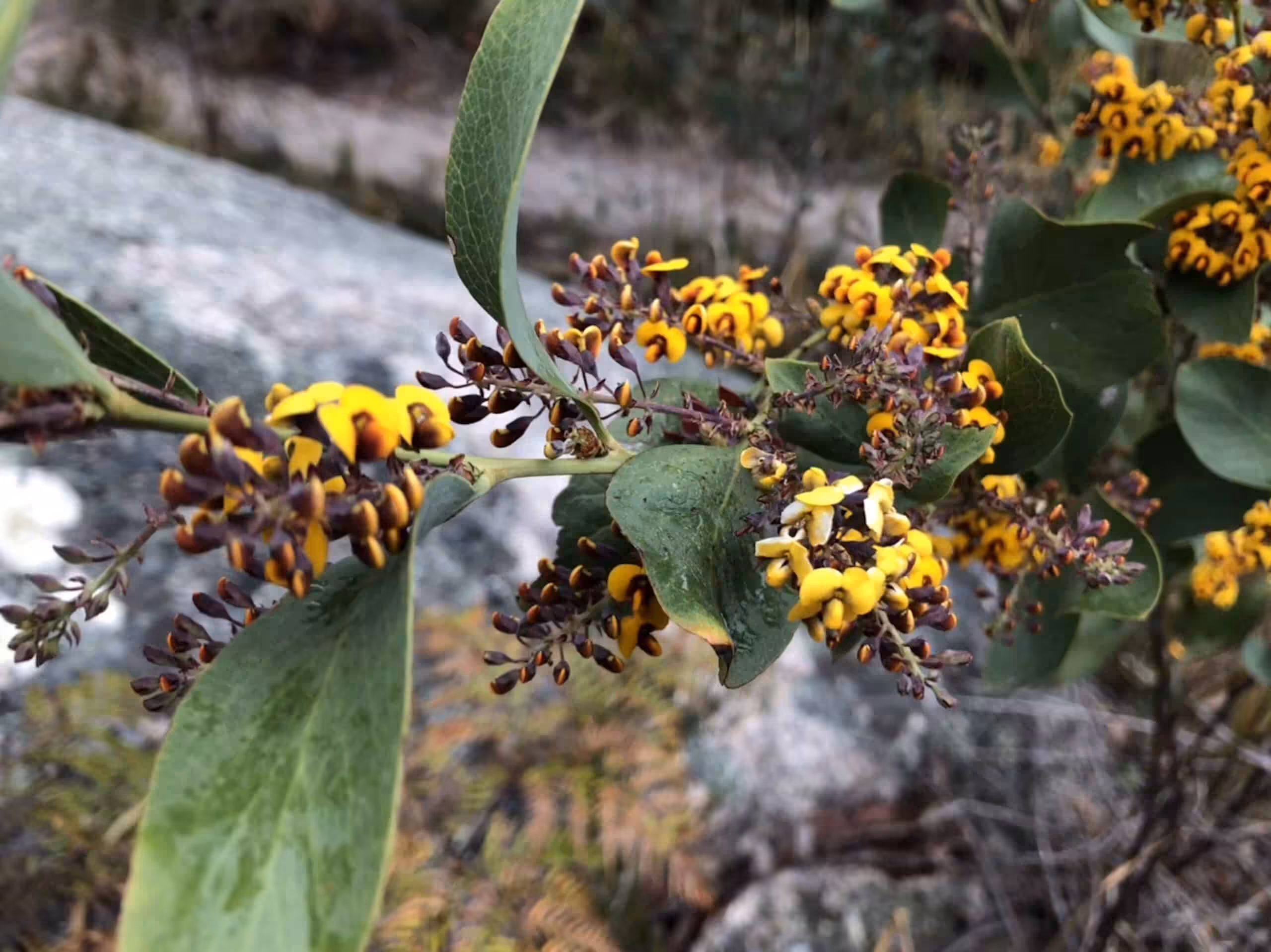 wildflowers australia