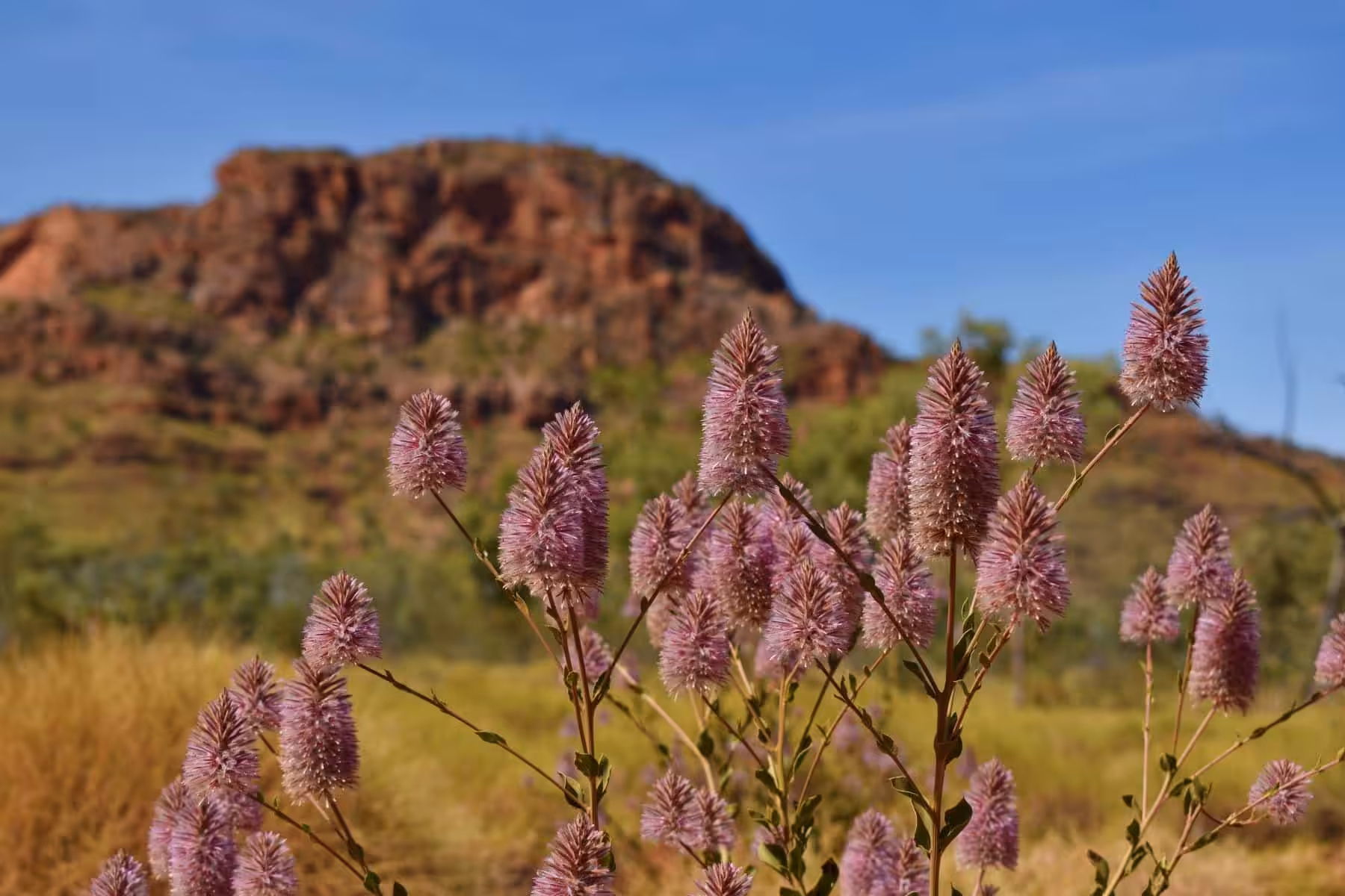 wildflowers australia