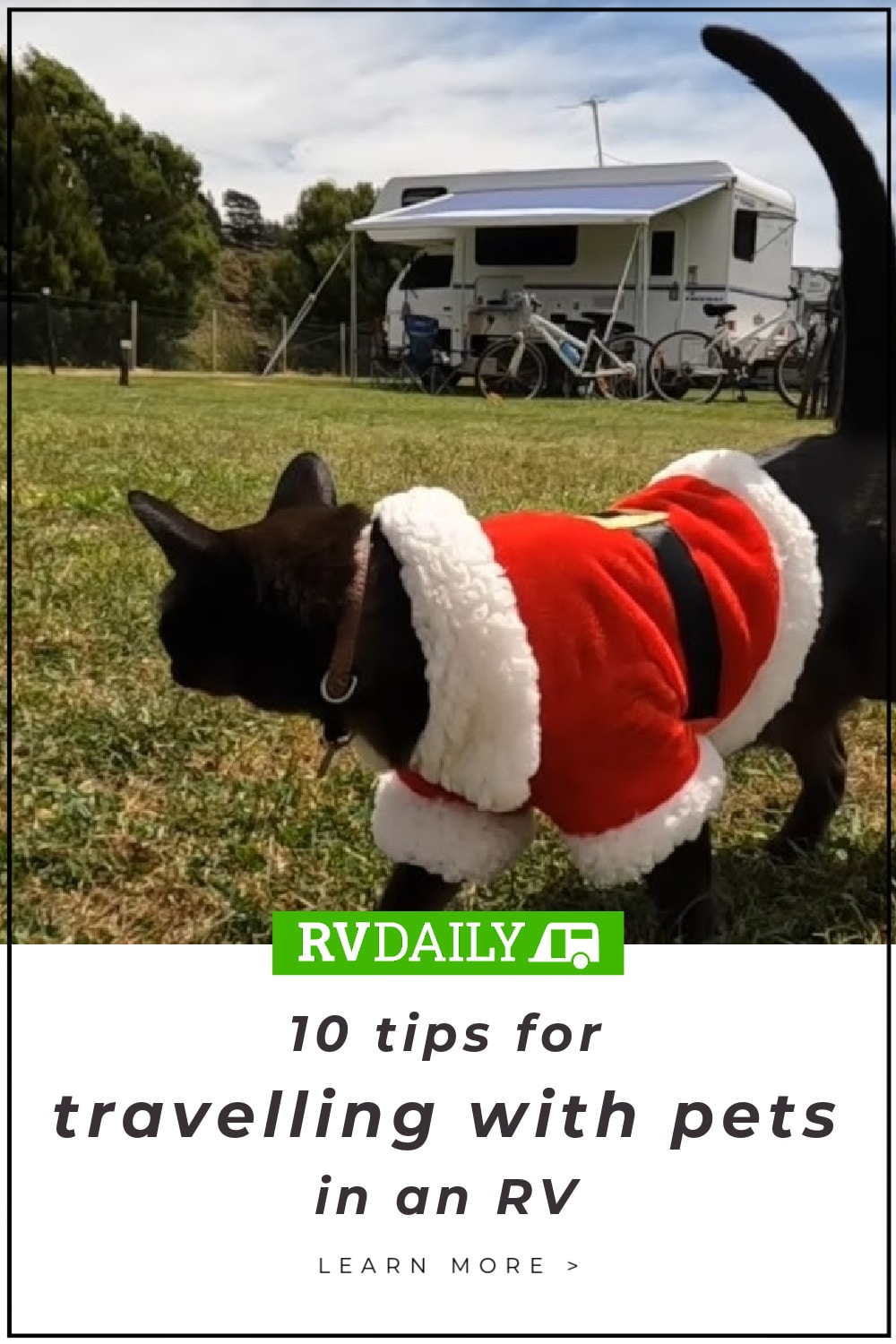 travelling with pets