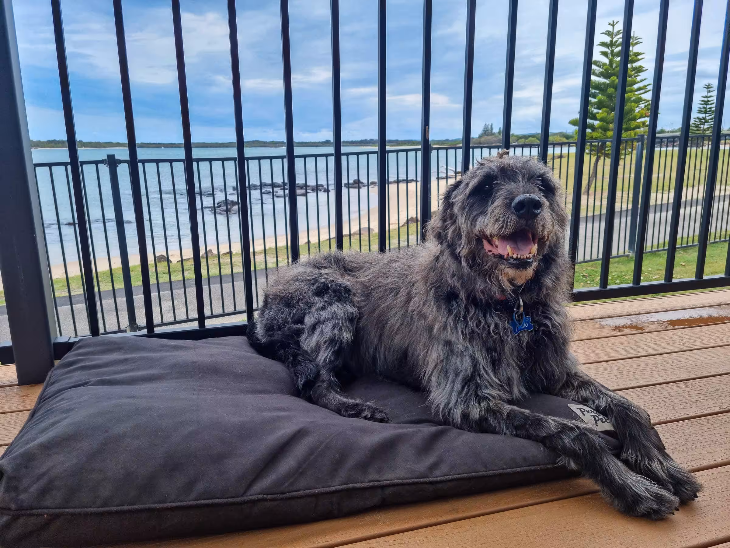 dog friendly caravan park