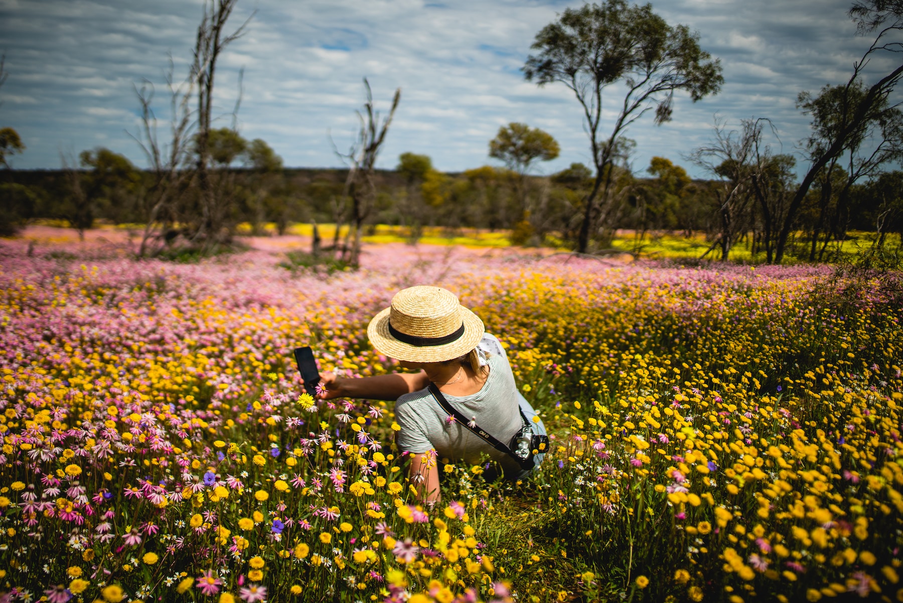Western Australian Wildflowers Coalseam Conservation Park