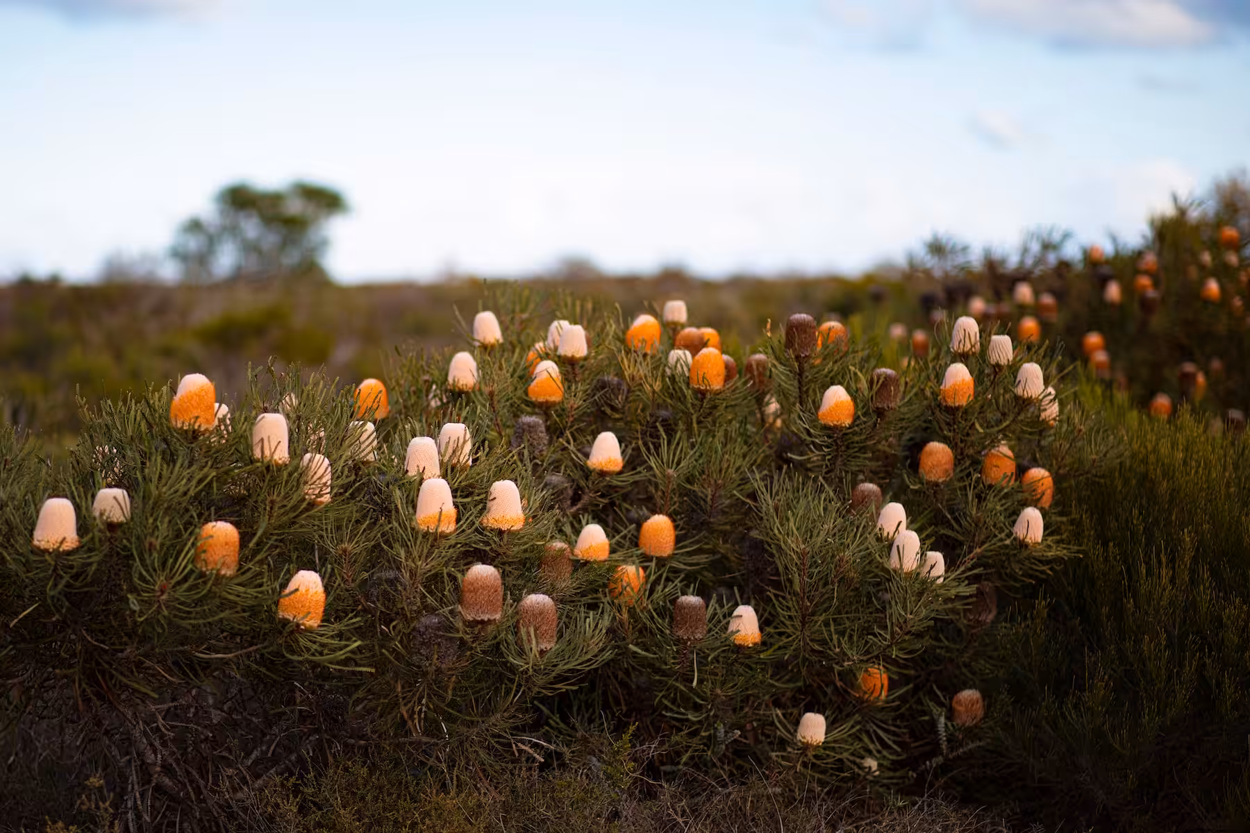Western Australian wildflowers
